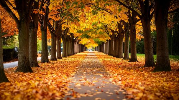 紅葉の木々と落ち葉の続く小道 2 紅葉の木々と落ち葉の続く小道 2 紅葉,街路樹,落ち葉の写真素材