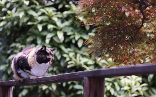なんとなく困り顔の野良猫(三毛猫) なんとなく困り顔の野良猫(三毛猫) 三毛猫,野良猫,困り顔の写真素材
