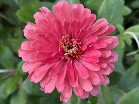 目を引きたいときに使うピンクの花の写真 目を引きたいときに使うピンクの花の写真の写真