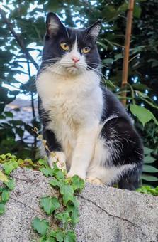 番人みたい 猫,生き物,風景の写真素材