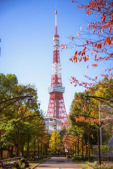 紅葉と青空に映える東京タワー 東京タワー,東京,タワーの写真素材