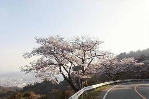 【桜の写真】桜が咲く風景 【桜の写真】桜が咲く風景の写真