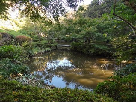 池田山公園の池 池田山公園の池 池田山公園,池,木漏れ日の写真素材