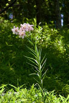 ササユリ 笹百合,初夏,夏の写真素材