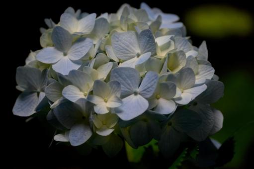 Hydrangea, JPG Hydrangea, JPG