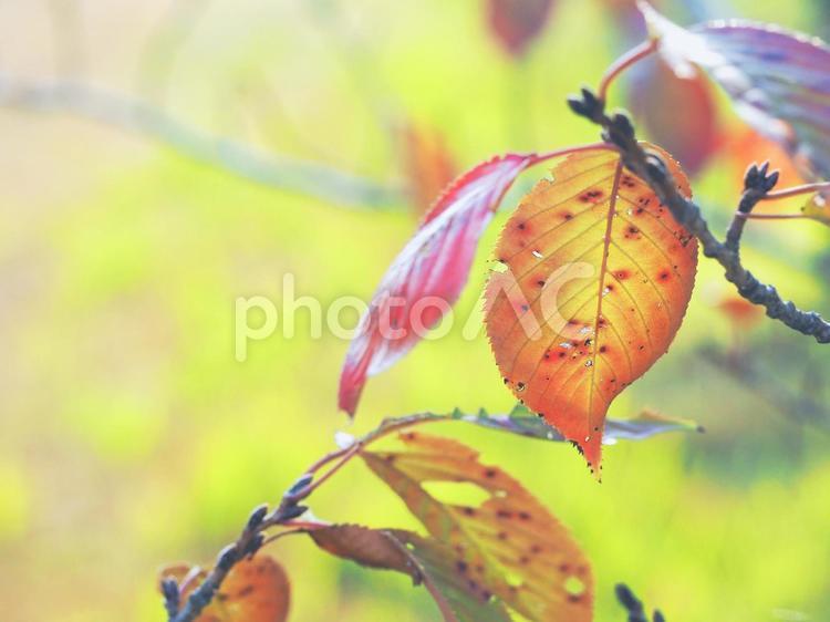暖かみのある秋の葉 紅葉,秋,植物の写真素材