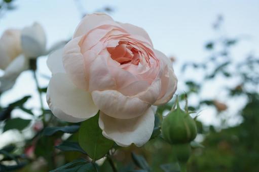 薔薇 薔薇の写真