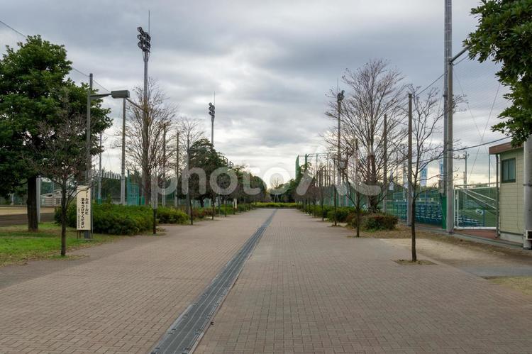武蔵野の森公園 武蔵野の森公園,公園,植物の写真素材