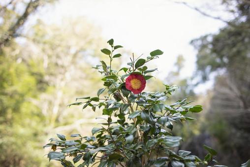 Camellia flower, JPG Camellia flower, JPG