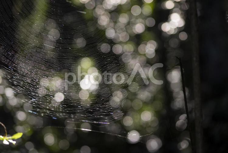 森の中で光り輝く蜘蛛の巣 蜘蛛の巣,ウェブ,ホラーの写真素材