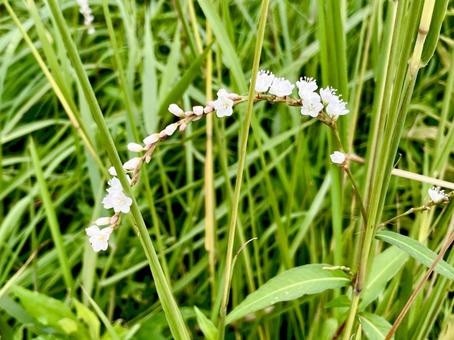雑草の中の小さな可憐な白い花 花,白,可憐の写真素材