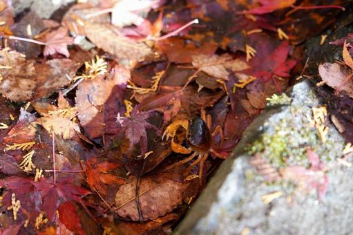 落ち葉に隠れて座り込む小さなサワガニ サワガニ,カニ,紅葉の写真素材