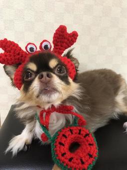 カニだワン カニだワンの写真