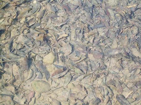 池の底に沈んだ木の葉 池の底に沈んだ木の葉の写真