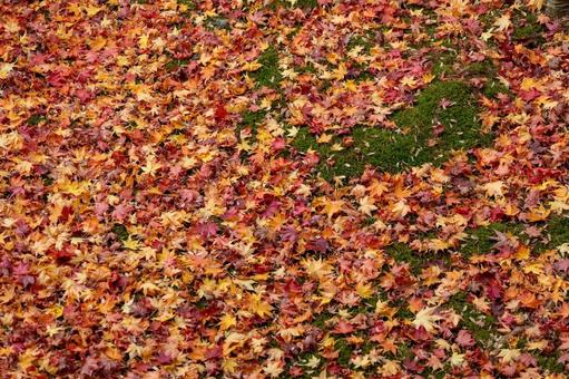 緑の苔の上に落ちた赤いもみじの落ち葉 コケ,もみじ,落ち葉の写真素材