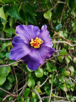 紫のハイビスカス 紫のハイビスカス ハイビスカス,花,紫の写真素材