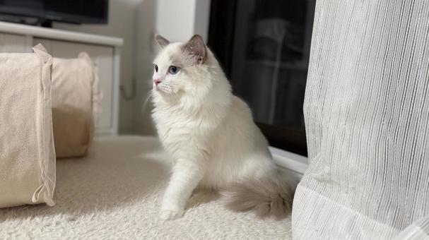 ラグドールの子猫 猫,ペット,かわいいの写真素材