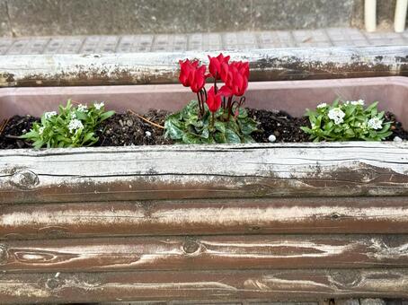 シクラメンのプランター シクラメン,冬,飾りの写真素材