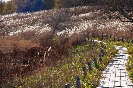 八島湿原 高原,草原,湿原の写真素材