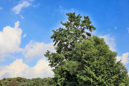 蒼い空と白い雲 青空,白い雲,川沿いの写真素材
