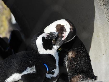 愛情いっぱいの表情、上野動物園ペンギン 愛情いっぱいの表情、上野動物園ペンギンの写真