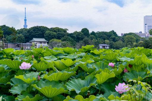 lotus, JPG