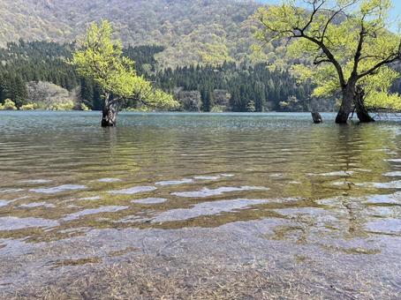 水面 水面 湖,北竜湖,新緑の写真素材