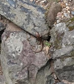 岩のすき間から出てきたトカゲ2 岩のすき間から出てきたトカゲ2の写真