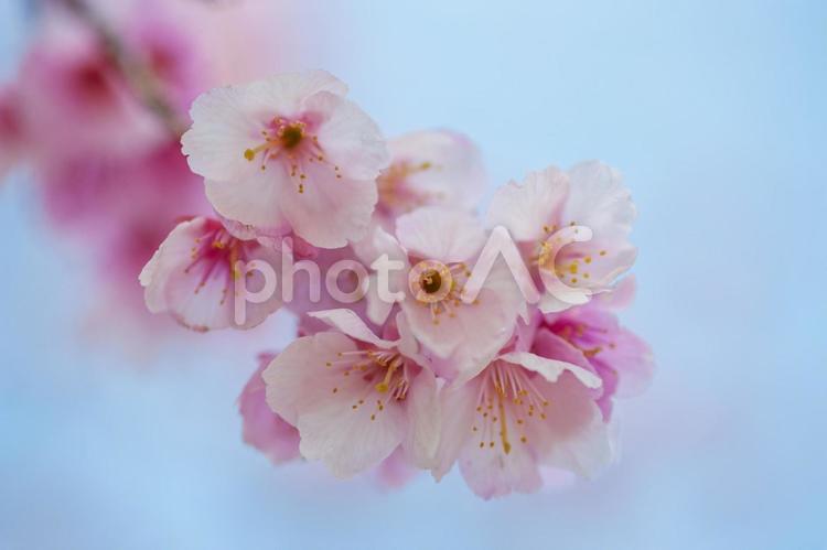可憐な寒緋桜 満開,寒緋桜,春の写真素材