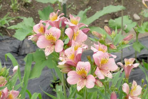 郊外の草むらに咲くアルストロメリアの花 郊外の草むらに咲くアルストロメリアの花の写真