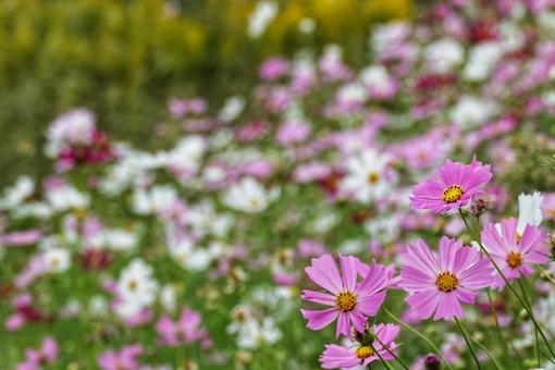 秋風に揺れて 花,植物,綺麗の写真素材