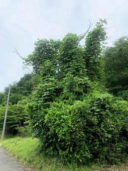 木 森 自然 木 森 自然の写真