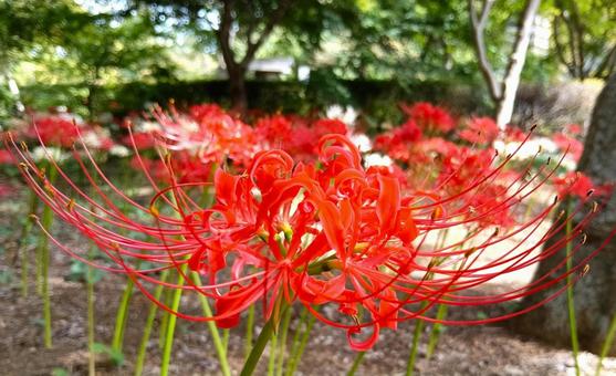 ヒガンバナ ヒガンバナ ヒガンバナ,観音寺,花の写真素材