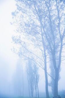 濃霧の七塚原牧場　遠くまで続く並木道 日本,屋外,風景の写真素材