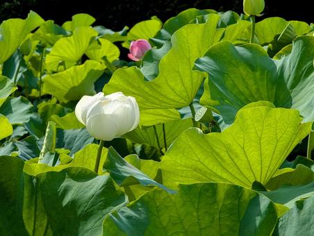 Photo, lotus flower, lotus, flower, 