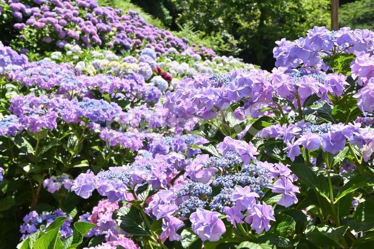 あじさいの里の　 綺麗なアジサイの花 あじさい,紫陽花,あじさい祭りの写真素材