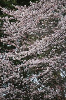 cherry blossoms, JPG cherry blossoms, JPG
