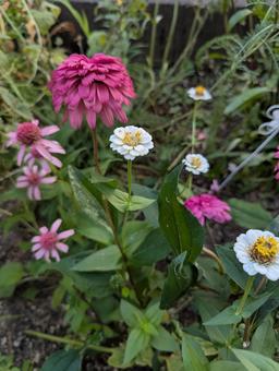 花壇の花 エキナセア,ジニア,ピンクの写真素材