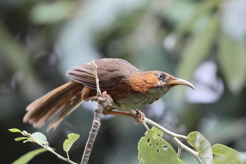 ホオアカマルハシ ホオアカマルハシ,野鳥,インドの写真素材