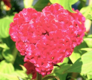 【花の写真】赤いケイトウの花 【花の写真】赤いケイトウの花 ケイトウ,鶏頭,鶏冠の写真素材