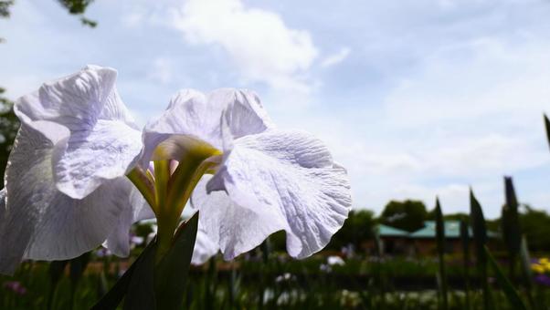 ショウブの花 ショウブの花の写真
