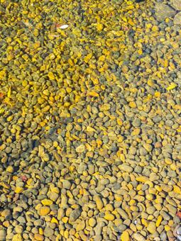 砂利の池の水面 砂利,池,水面の写真素材