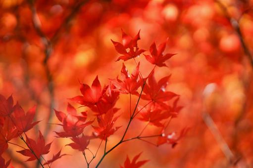 紅葉 紅葉の写真
