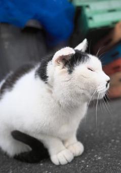 Cat with eyes closed, JPG Cat with eyes closed, JPG