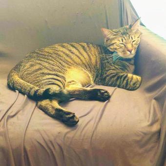 陽だまりでくつろぐ猫 陽だまりでくつろぐ猫 猫,寝る,リラックスの写真素材