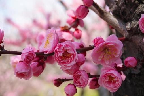 Photo, red plum, white plum, spring, 