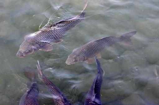 群れる鯉 群れる鯉 コイ,鯉,群れの写真素材