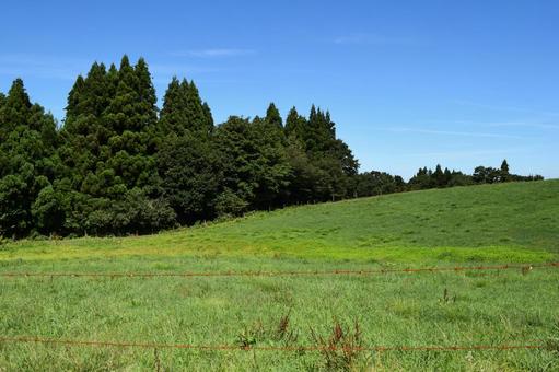 スギの木 針葉樹林 杉,スギ林,針葉樹の写真素材