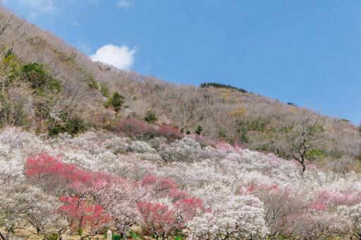 青空に映える満開の紅梅と白梅 梅,迎春,梅の花の写真素材