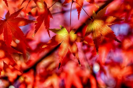 京都の「哲学の道」散策の写真